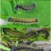 nymp polychloros larva4 volg